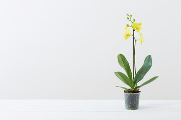 yellow orchids in flowerpot in white modern interior