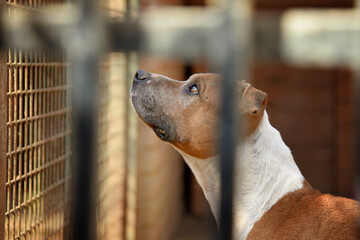 Dog (pitbull) behind bars of a shelter