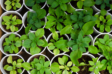 Flower seedlings in a potted greenhouse. Growth. Development. Green sprouts. Leaves.