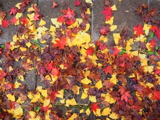 red yellow autumn fallen leaves
