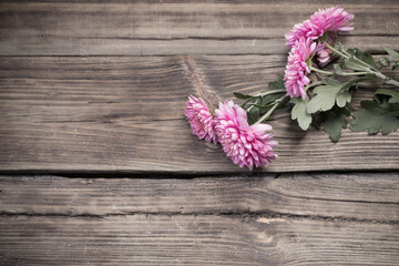 Fototapeta na wymiar pink chrysanthemums on dark wooden background