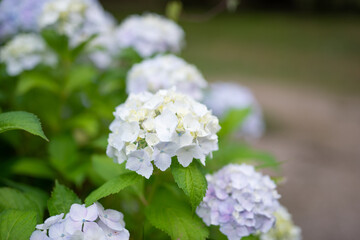 満開の紫陽花