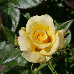 golden smiles rose