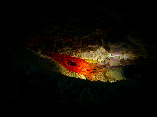 Electric Clam or Ctenoides ales in a lit-up cave with a black background. Photo from a Puerto Galera tropical coral reef, Philippines. Electric flame scallop, disco scallop, and disco clam - obrazy, fototapety, plakaty