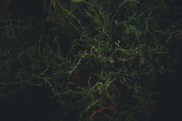 Close up of nature view green leaf on blurred greenery background under sunlight with bokeh and copy space using as background natural plants landscape, ecology wallpaper or cover concept.