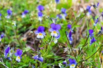 Wild pansy flowers (viola tricolor) and other flowers and plants on the spring / summer meadow