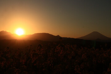 Mt.FUJI　and Rape Blossoms in the park ,JAPAN, Kanagawa
