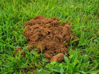 molehill in a grass garden