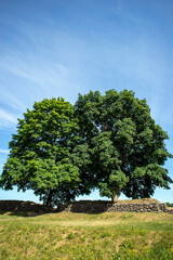 Fototapeta premium old trees and wall in the Lappeenranta Fortress, Finland