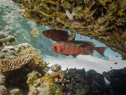 Blotcheye soldierfish, Myripristis berndti, at a Red Sea coral reef near Hurghada, Egypt. Species of hard coral and white sand
