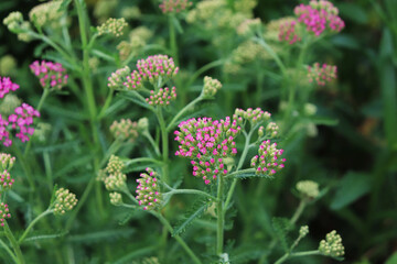 Yarrow pink flowers in the garden