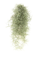 Spanish moss isolated on white background.