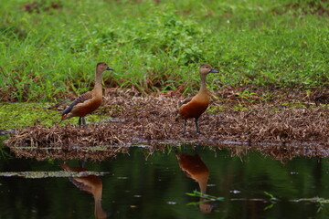 Whistling ducks or tree ducks are a sub family,Dendrocygninae,of the duck,goose and swan family of...