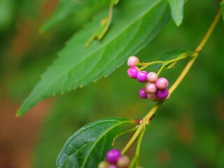 Japanese beautyberry, called Murasakishkibu in Japanese