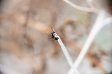 Daily fight of insects for survival.Ants in search of food at dawn around the anthill above a solitary white rock