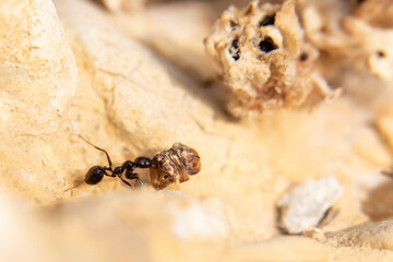 Daily fight of insects for survival.Ants in search of food at dawn around the anthill above a solitary white rock