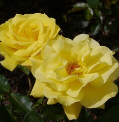 Yellow korresia Rose
