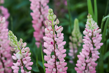 Pink lupine flowers in the field