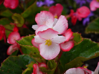 Der Sommertraum aus Blüten