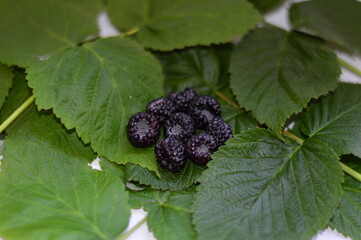 blackberry on a branch