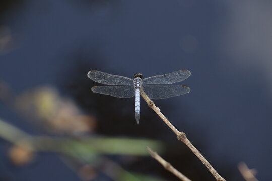 Blue dragonfly isolated on natural background