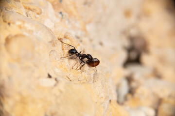 Daily fight of insects for survival.Ants in search of food at dawn around the anthill above a solitary white rock