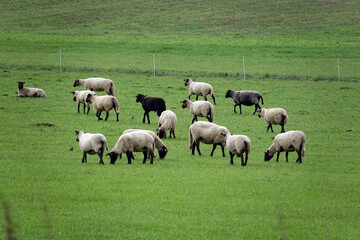 Schafe auf einer Weide