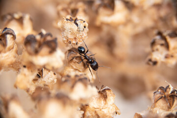 Daily fight of insects for survival.Ants in search of food at dawn around the anthill above a solitary white rock