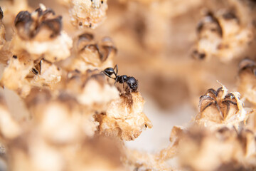 Daily fight of insects for survival.Ants in search of food at dawn around the anthill above a solitary white rock