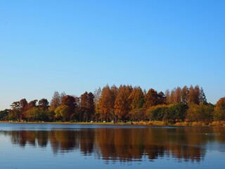 autumn lake and metasequoia trees, Tokyo,Japan