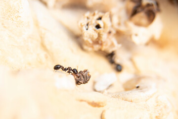 Daily fight of insects for survival.Ants in search of food at dawn around the anthill above a solitary white rock