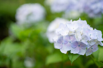 満開の紫陽花