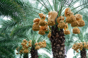 Date palm varieties Bahi for eating fresh fruit. During the harvesting season of farmers.