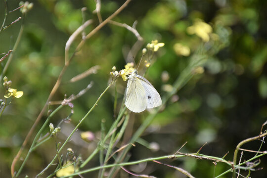 Close up, white butterfly on branch and small yellow flower, forest vegetation