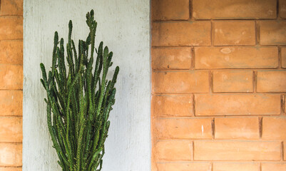 Tall thin skinny straight indoors and outdoors cactus against the grey wall and red bricks, closeup view on a home cactus plant decor at the terrace of the house, gardening ideas