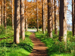 Landscape of autumn park with trail,  Tokyo,Japan