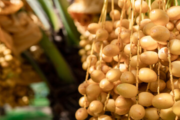 Date palm varieties Bahi for eating fresh fruit. During the harvesting season of farmers.