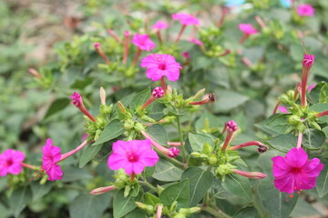 Fototapeta premium pink flowers in the garden
