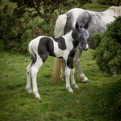 Obraz na płótnie Canvas Young pony at Minions Bodmin Moor Cornwall