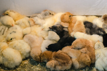 Obraz premium Many little chickens very cute