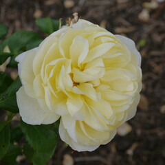 Yellow vanessa bell rose