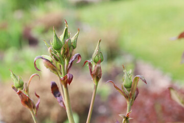 red rose buds on green background