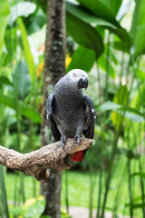 parrot on branch.The grey parrot Psittacus erithacus, also known as the Congo grey parrot or African grey parrot, is an Old World parrot in the family Psittacidae.