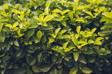 green and yellow leaves background, green bushes in summer, flora decor and design, green tree and bush, soft focus, film noise grain