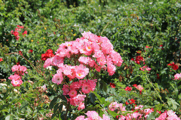 bright beautiful rose in a botanical garden