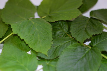 green leaves on the vine