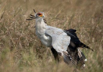 Secretary bird at Masai Mara, Kenya