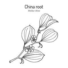 China root Smilax china , medicinal plant