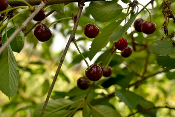 Ripe red cherry fruits on a branch