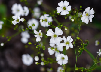 Wildflowers, floral background, macro